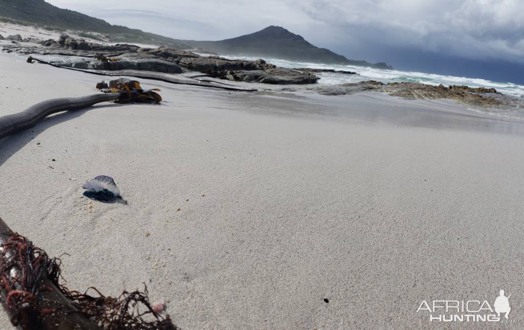 Cape of Good Hope South Africa