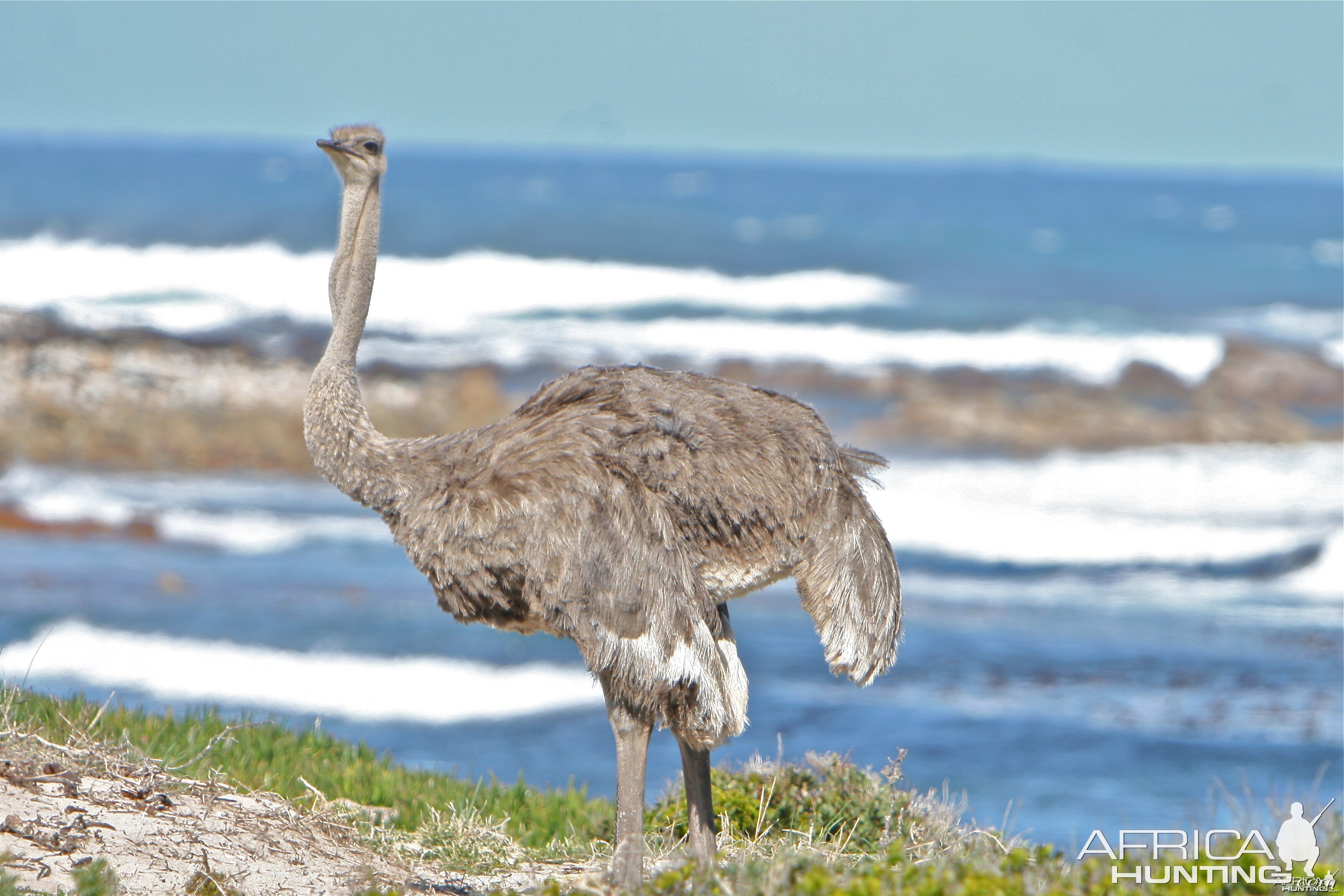 Cape Ostrich