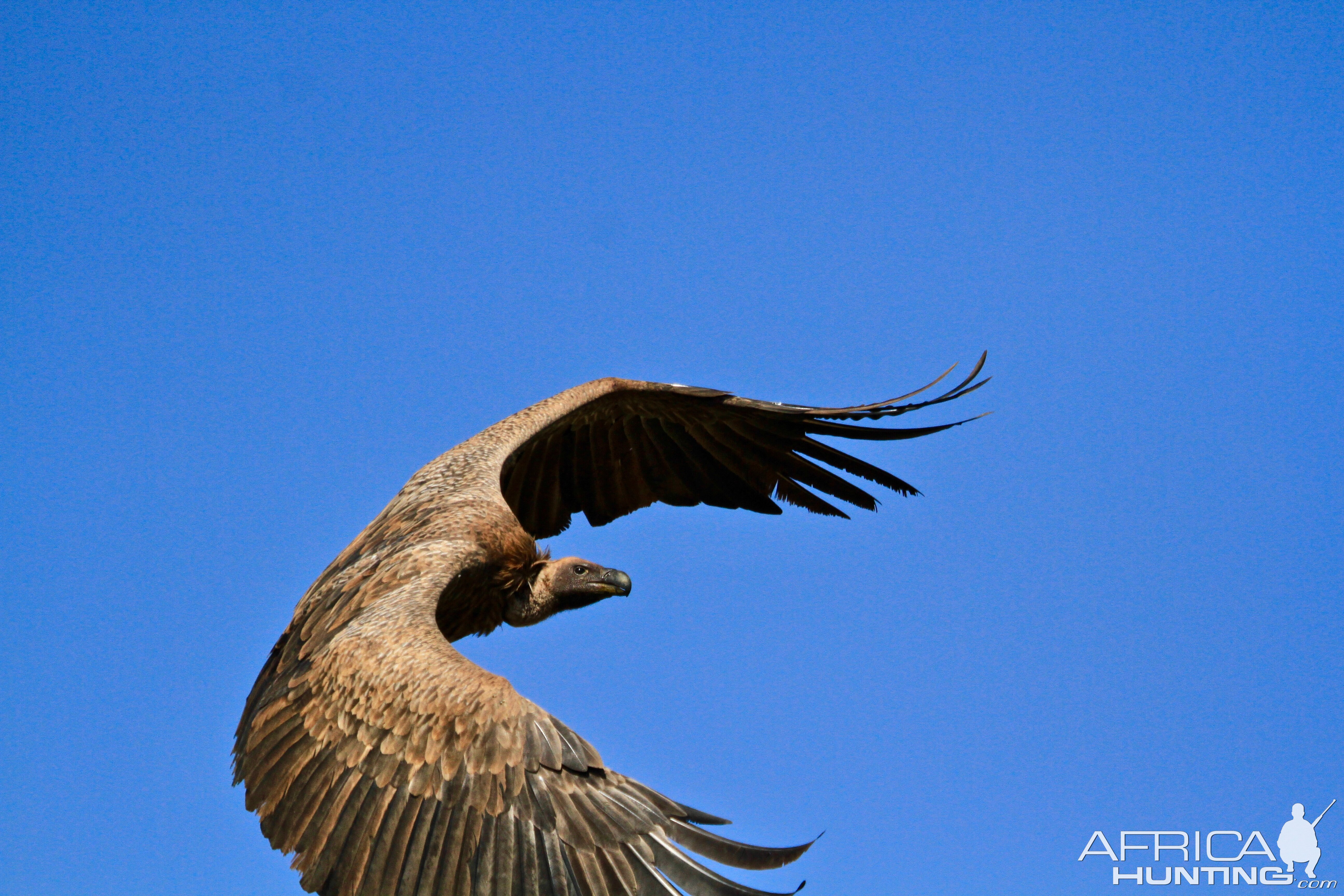 Cape Vulture in South Africa