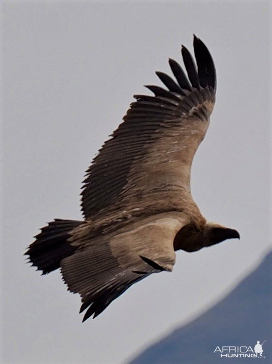 Cape Vulture South Africa