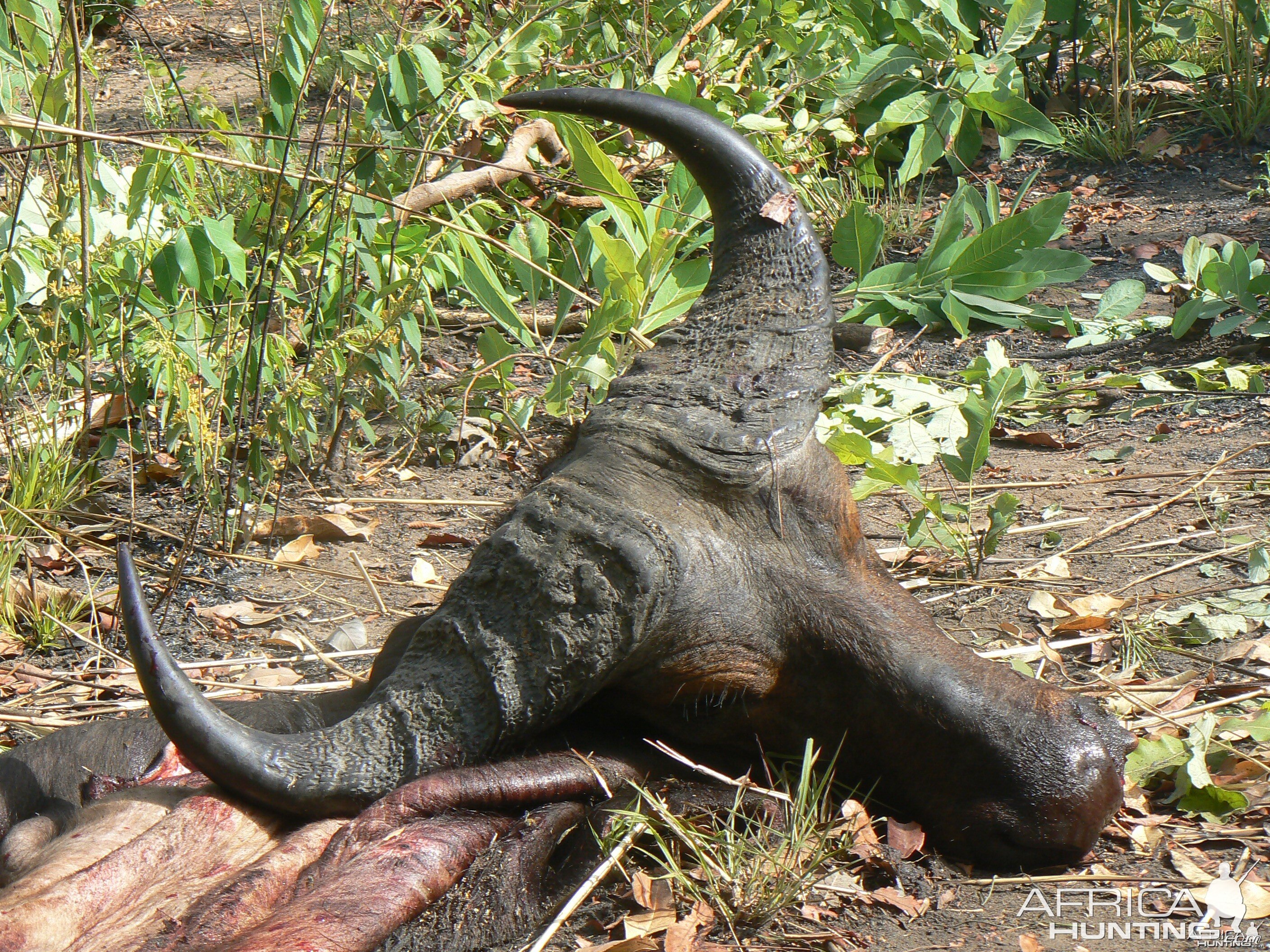 Caped Buffalo bull from Central African Republic