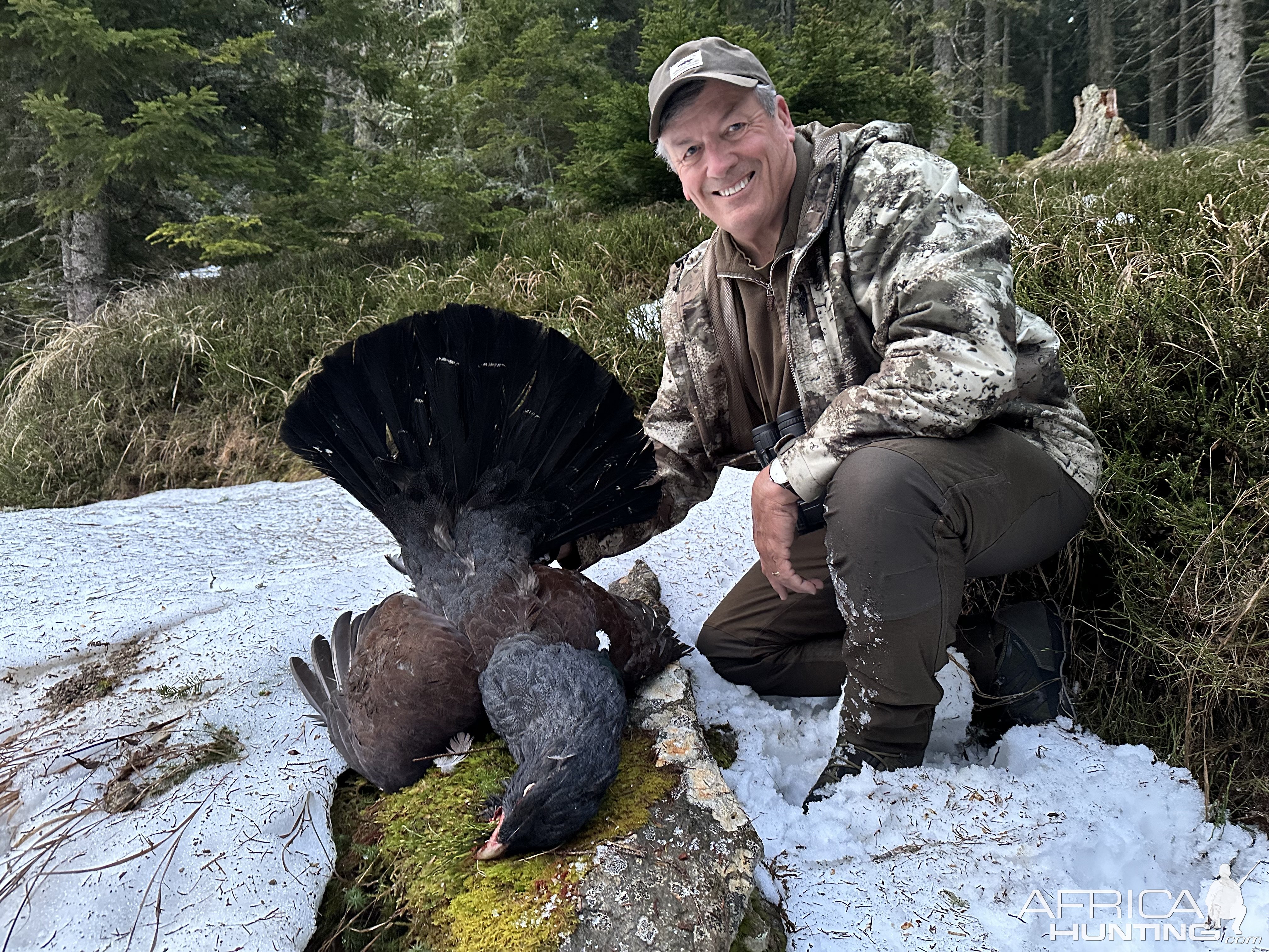 Capercaillie Grouse Hunting Austria