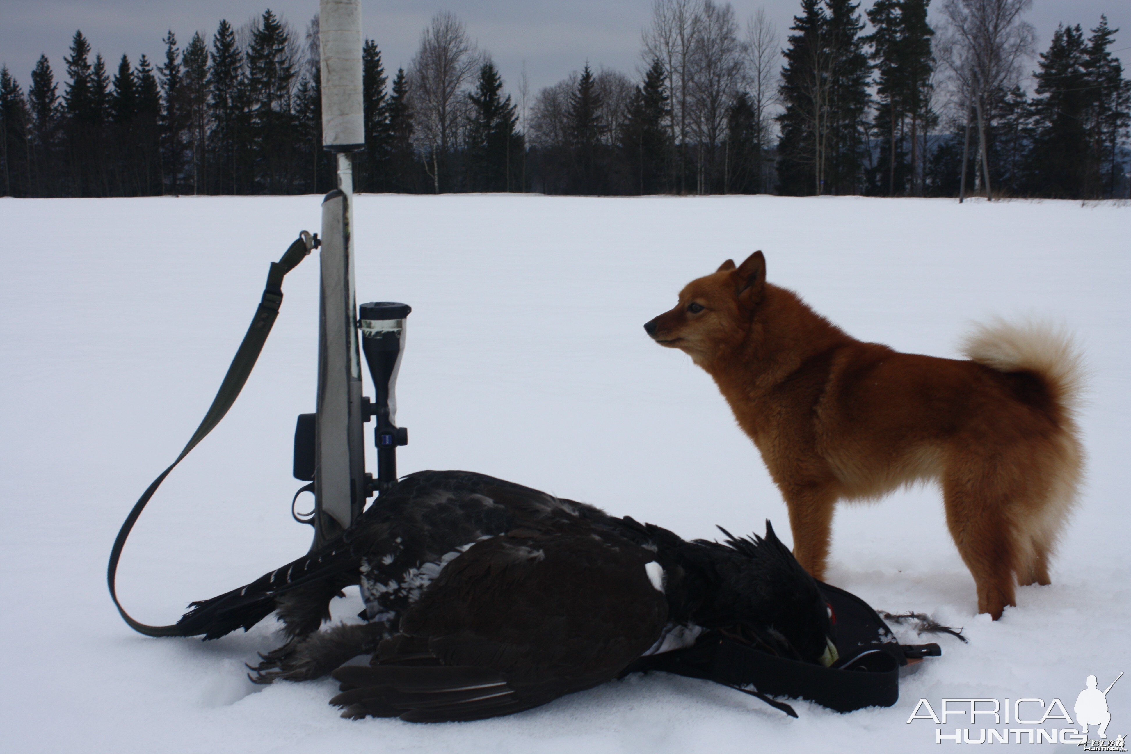 Capercaillie