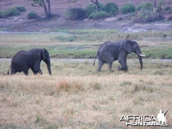 Caprivi elephants