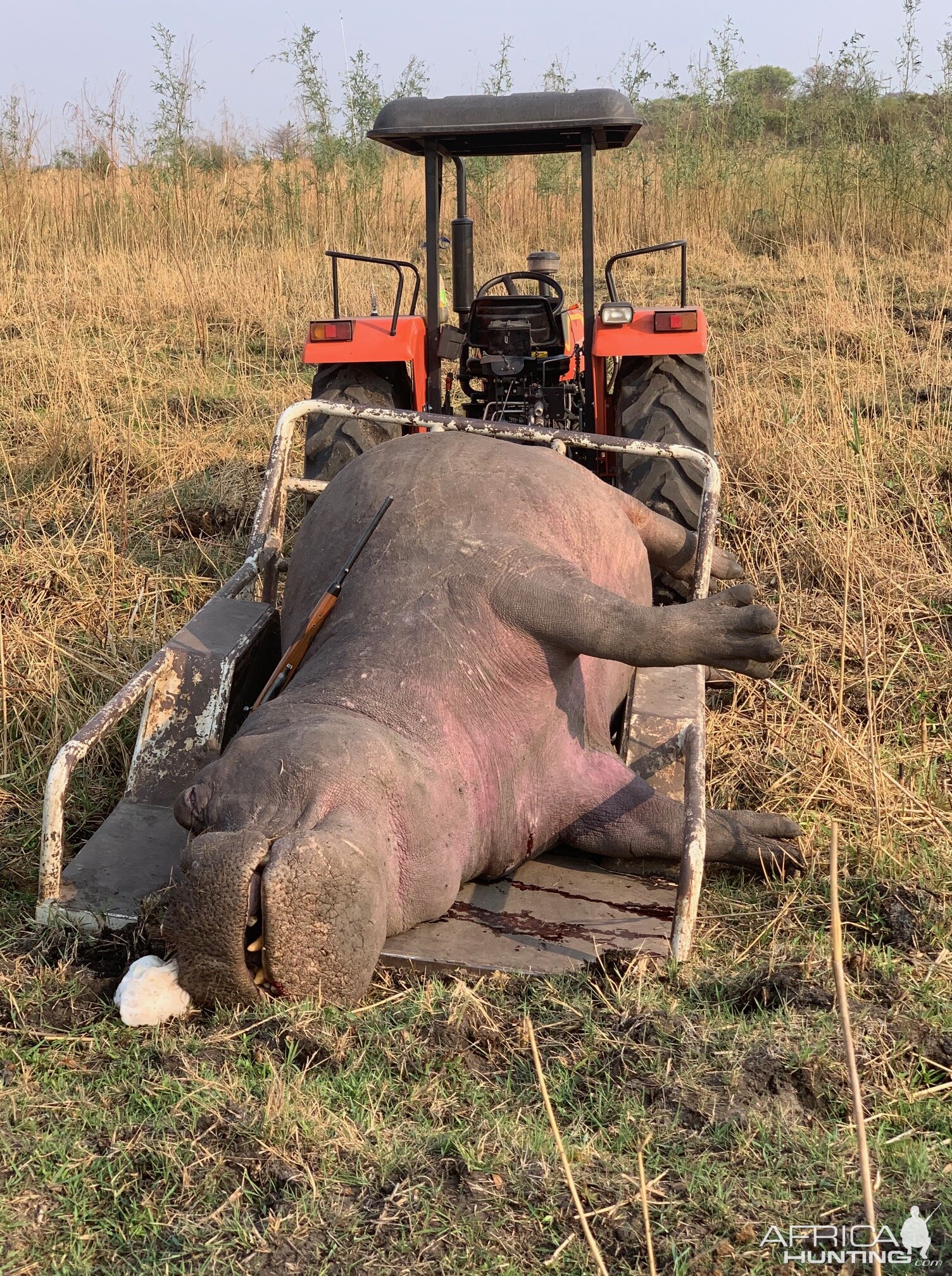 Caprivi Namibia Hunt Hippo