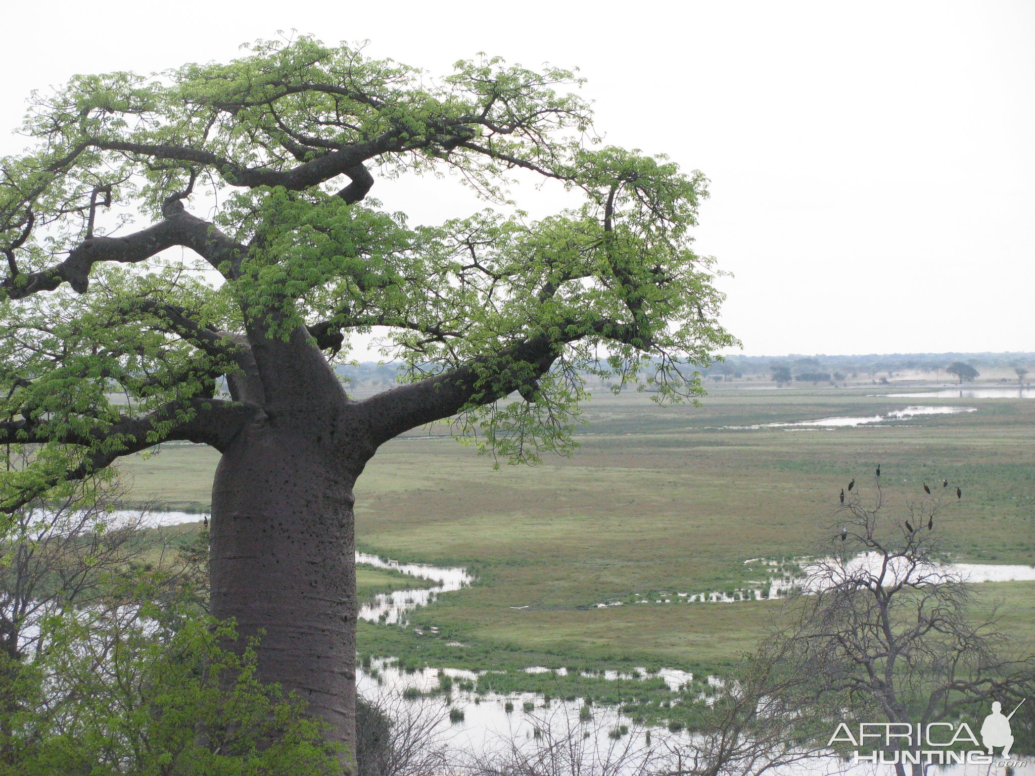 Caprivi Namibia