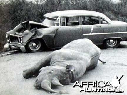 Car vs. Black Rhino