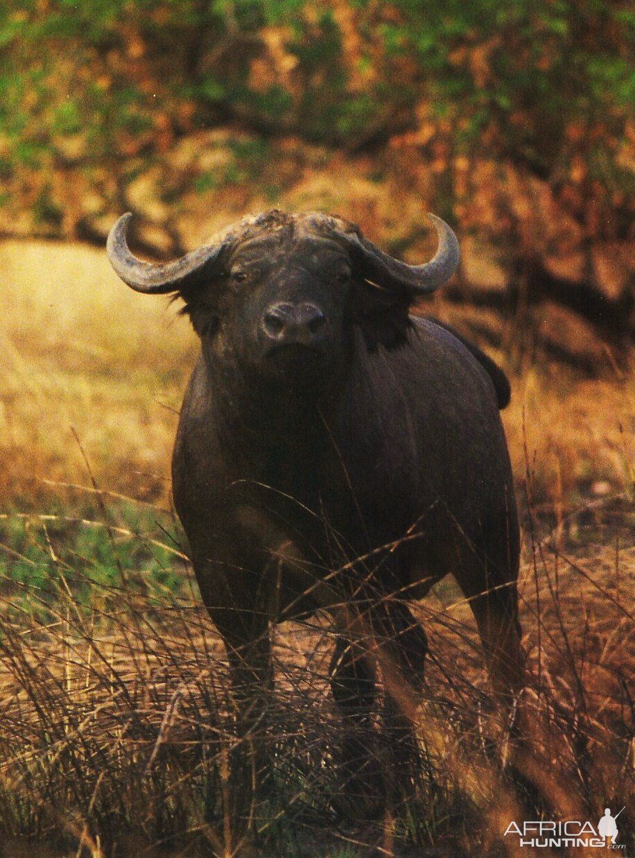 CAR with Central African Wildlife Adventures