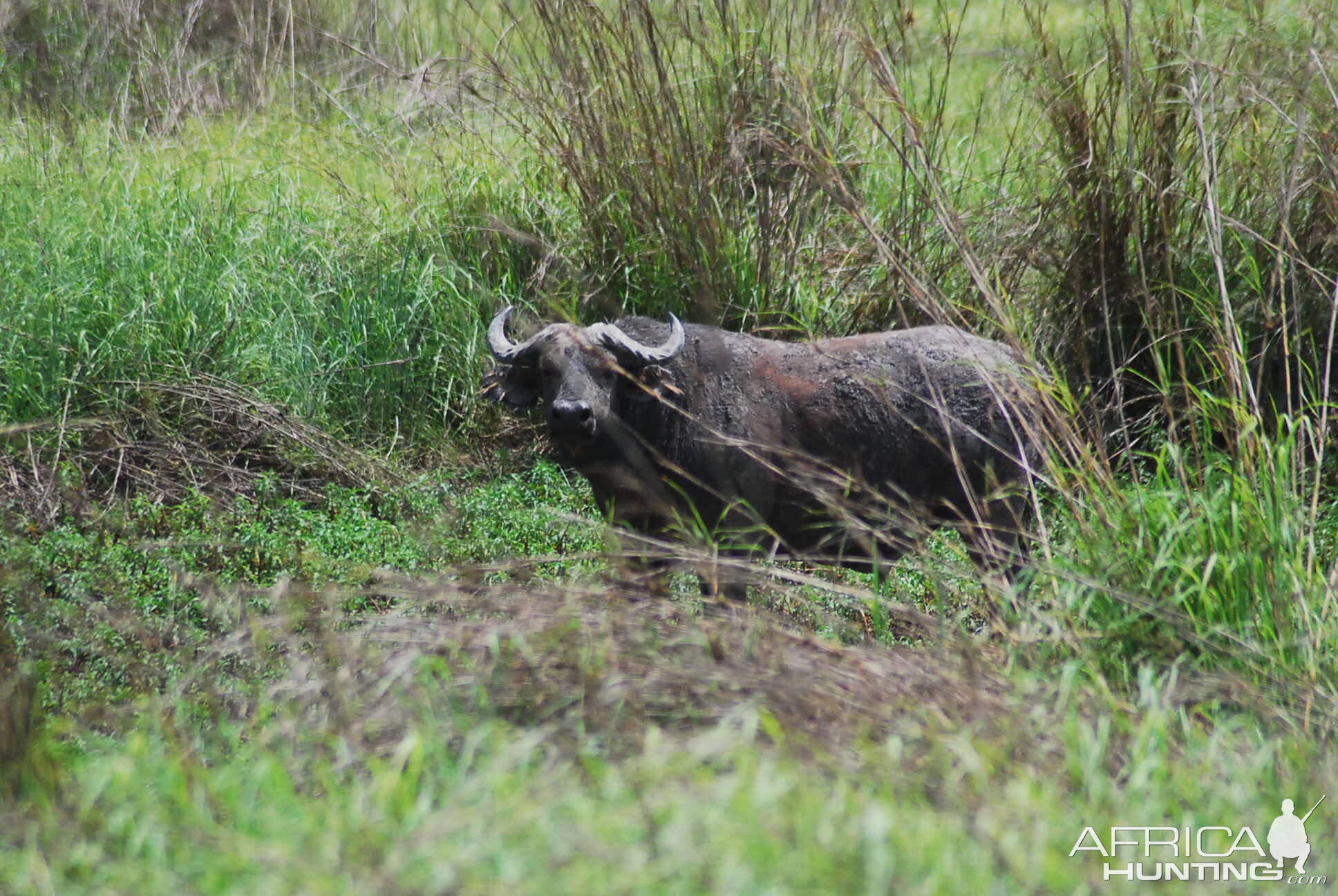 CAR with Central African Wildlife Adventures