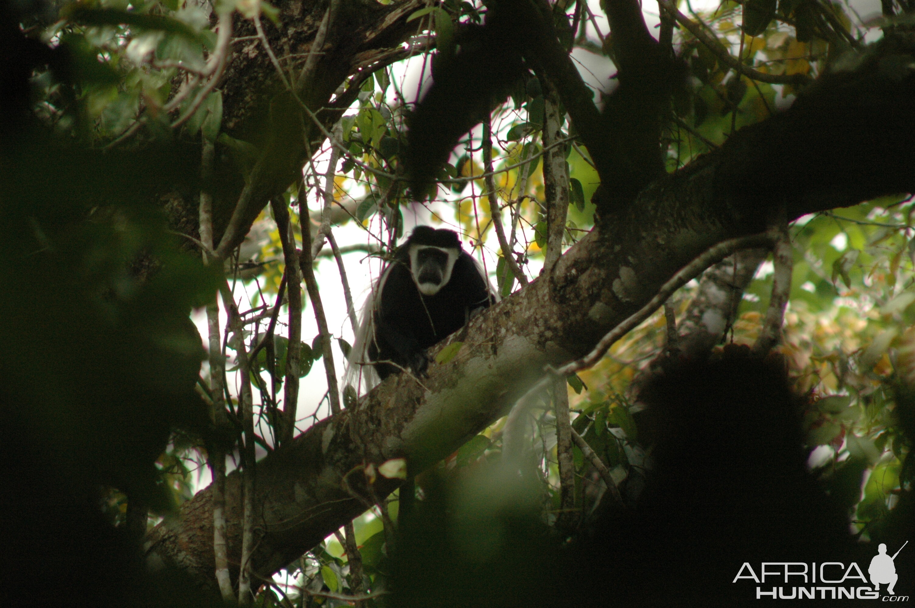 CAR with Central African Wildlife Adventures