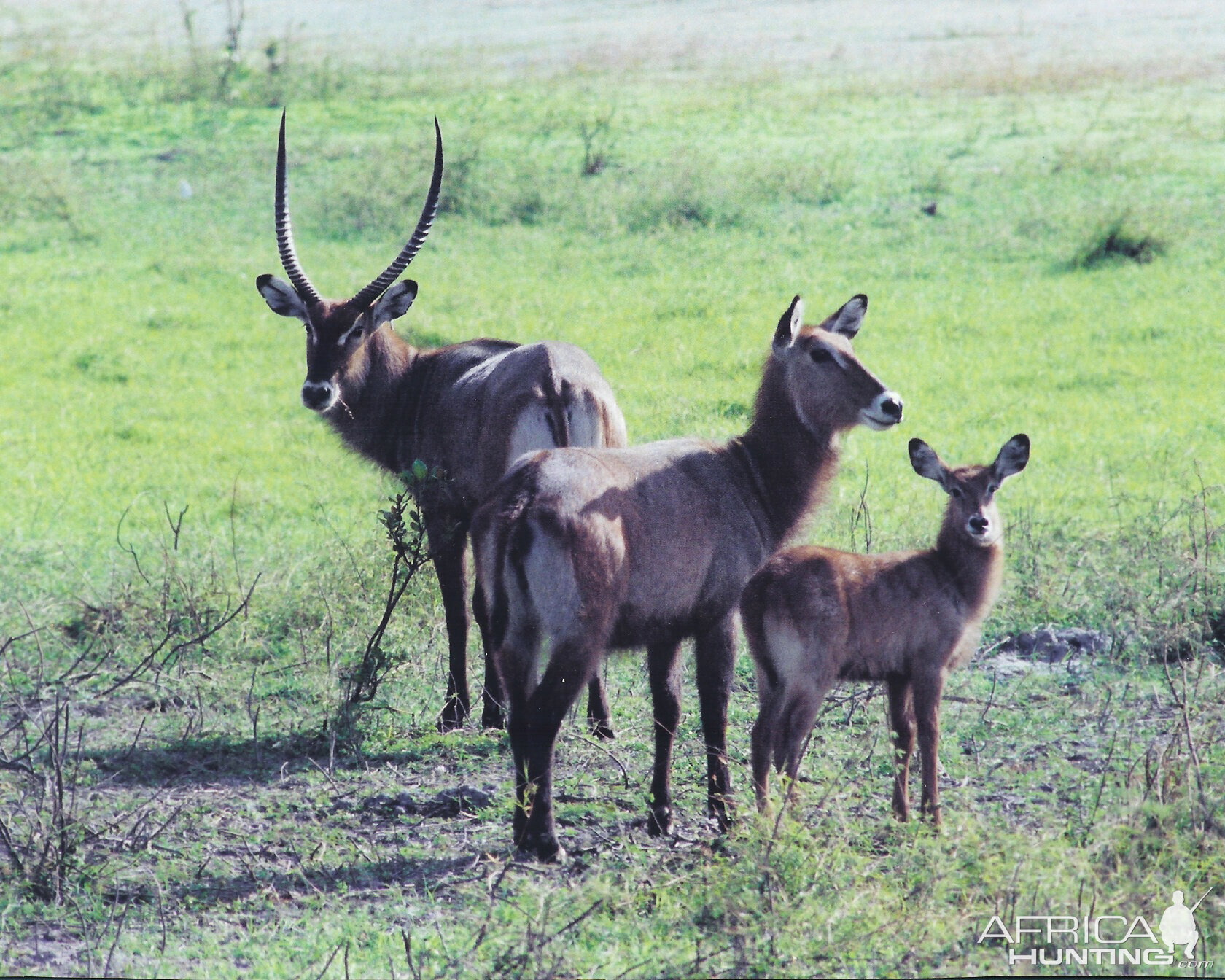 CAR with Central African Wildlife Adventures