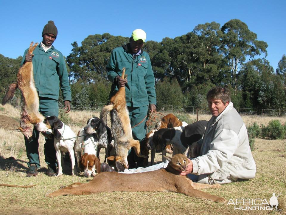 Caracal and jackal on a good morning out with the hounds.