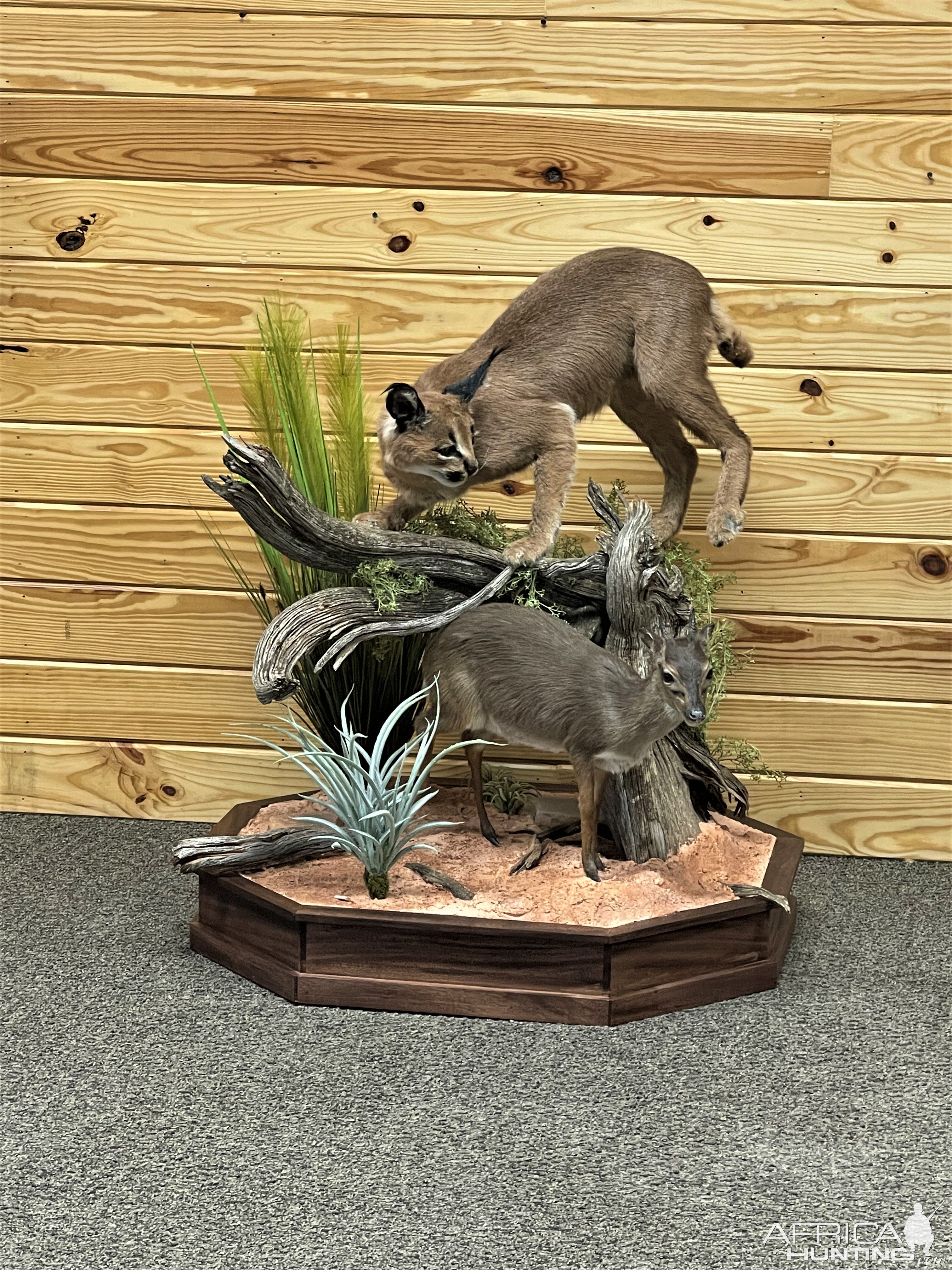 Caracal & Blue Duiker Full Mount Taxidermy