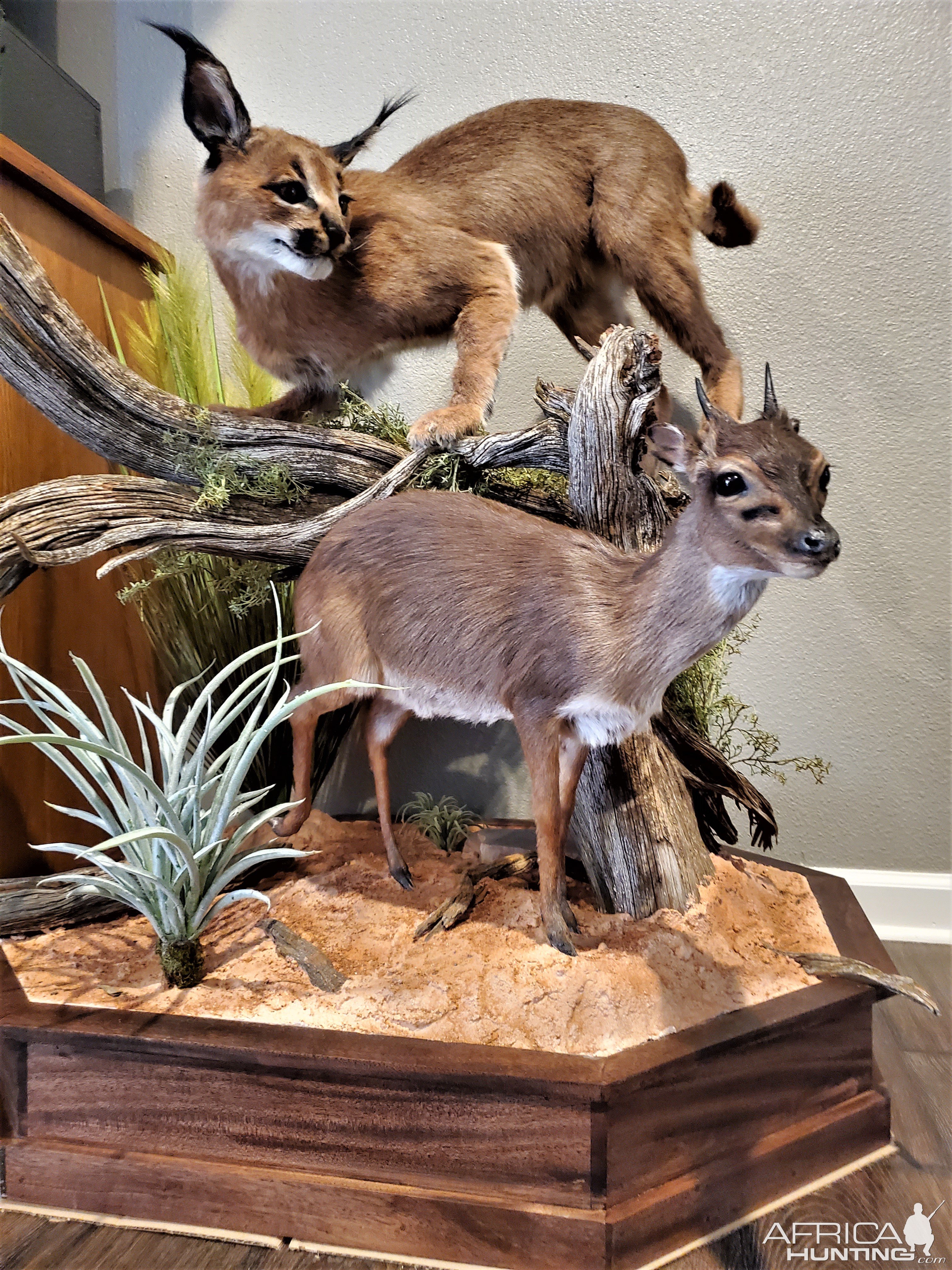 Caracal & Blue Duiker Full Mount Taxidermy