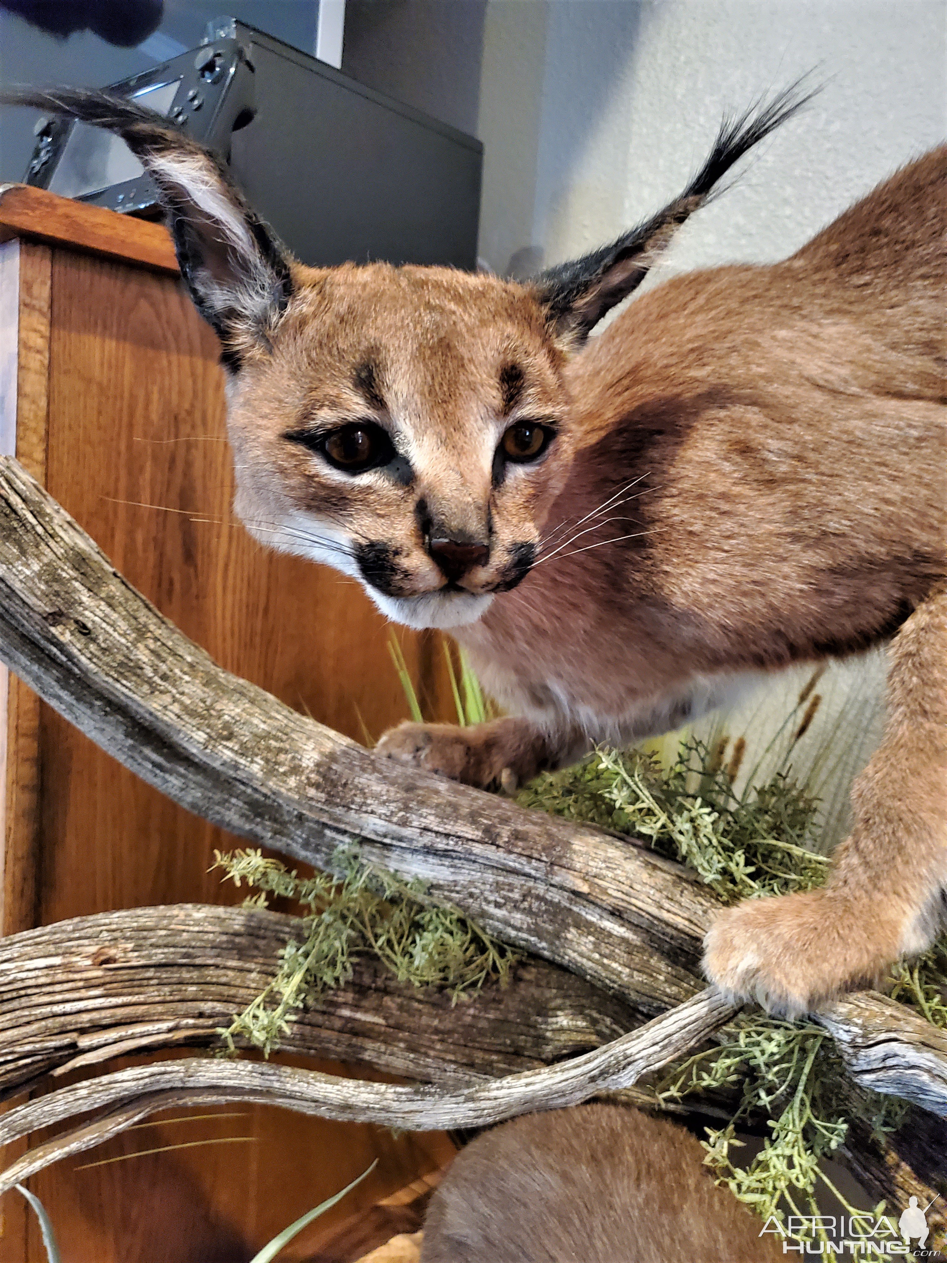 Caracal & Blue Duiker Full Mount Taxidermy