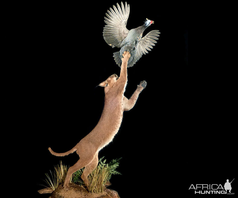 Caracal catching bird Full Mount Taxidermy