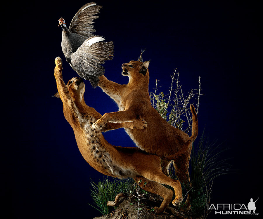 Caracal catching bird Full Mount Taxidermy