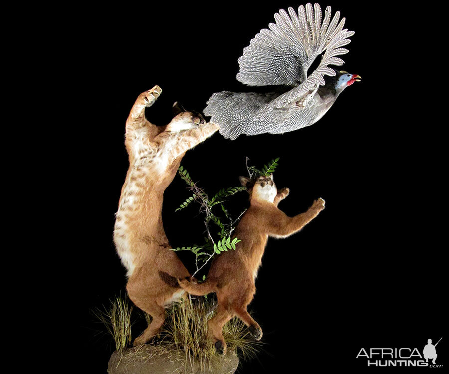 Caracal catching bird Full Mount Taxidermy