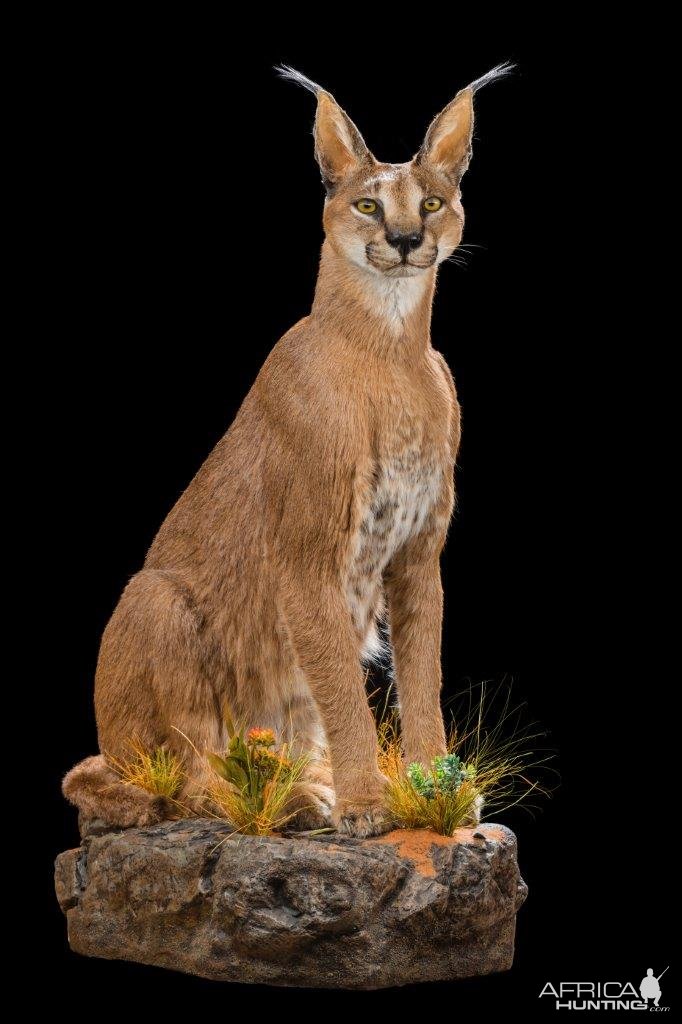 Caracal Full Mount  Taxidermy