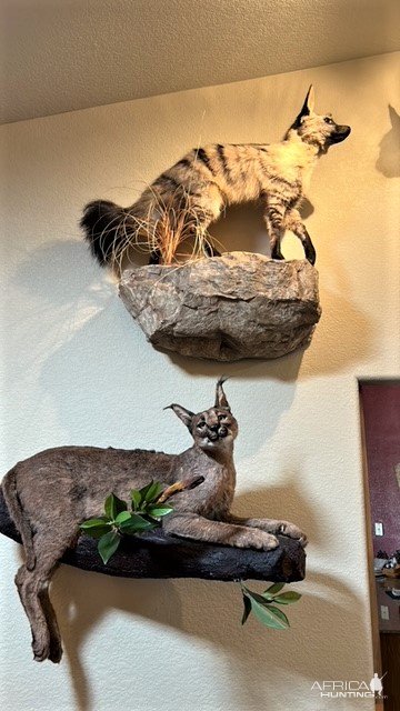 Caracal Full Mount Taxidermy