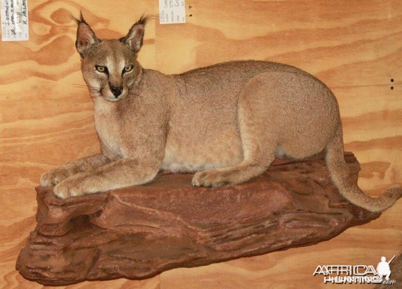 Caracal Full Mount Taxidermy