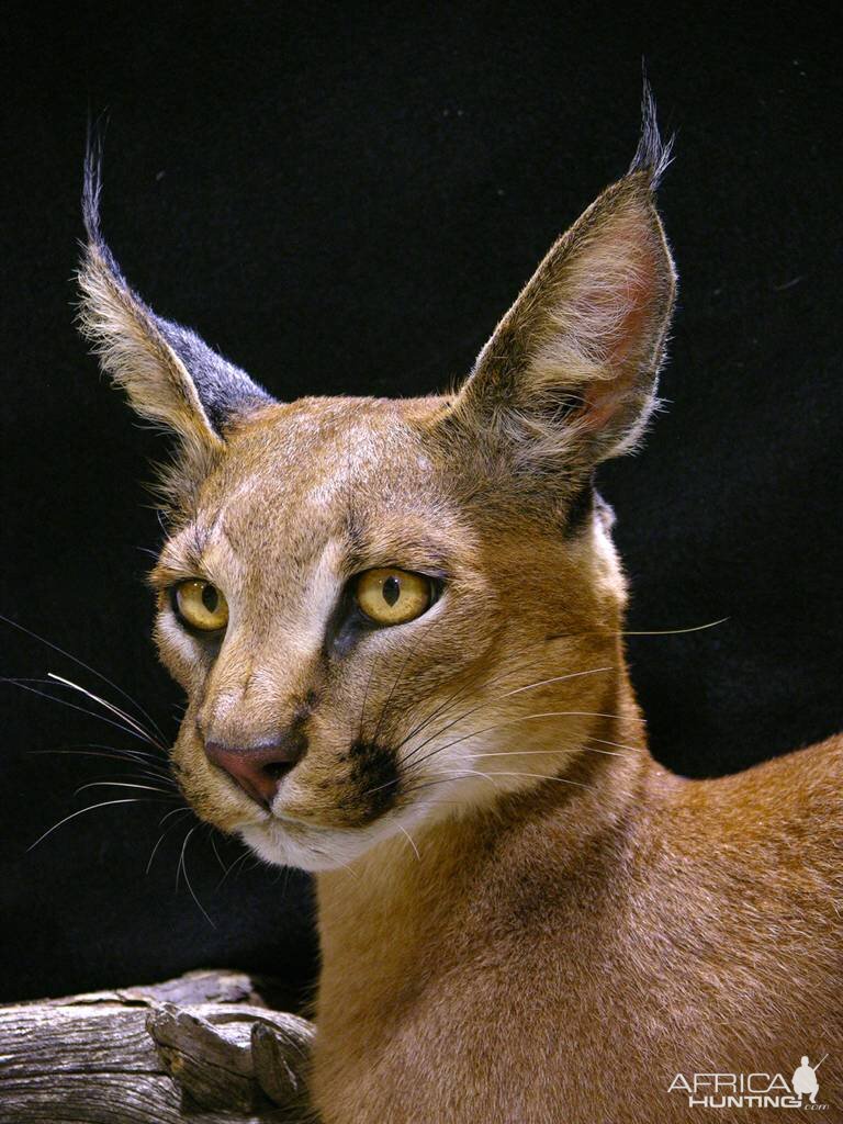 Caracal Full Mount Taxidermy