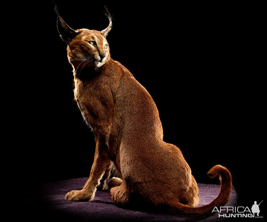 Caracal Full Mount Taxidermy