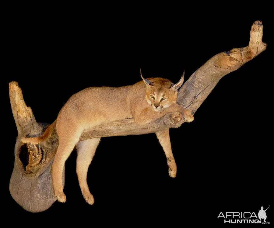 Caracal Full Wall Mount Taxidermy