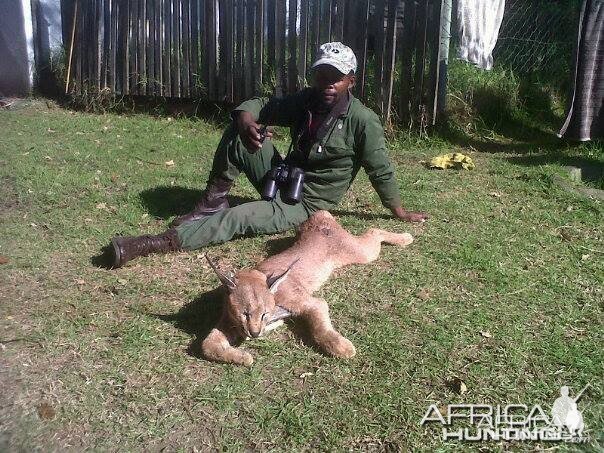 Caracal - Hounds Mankazana Valley