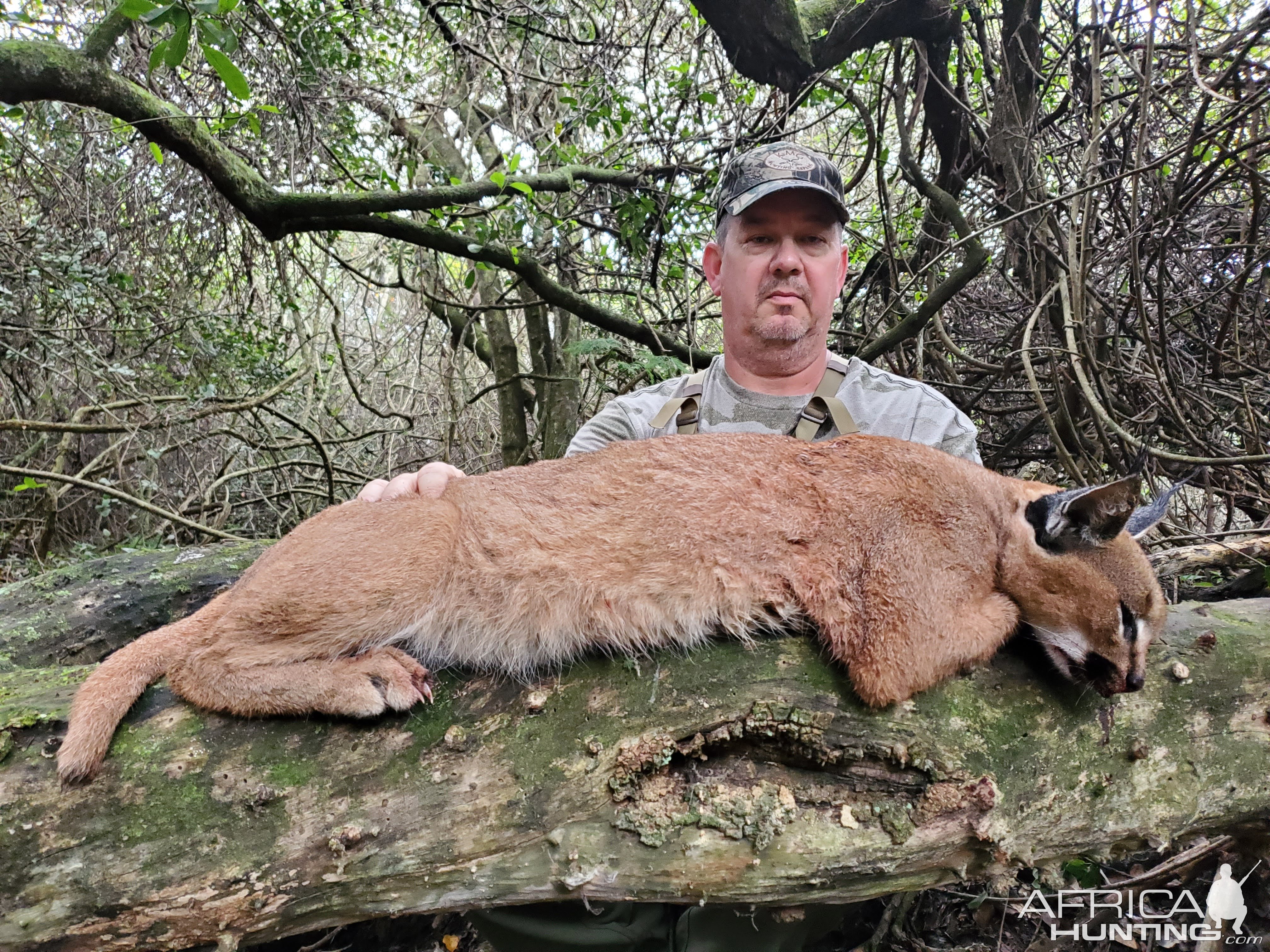 Caracal Hunt Eastern Cape South Affrica