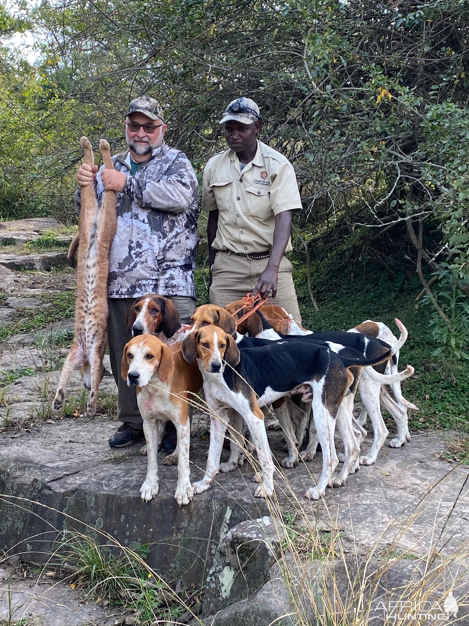 Caracal Hunt Eastern Cape South Africa