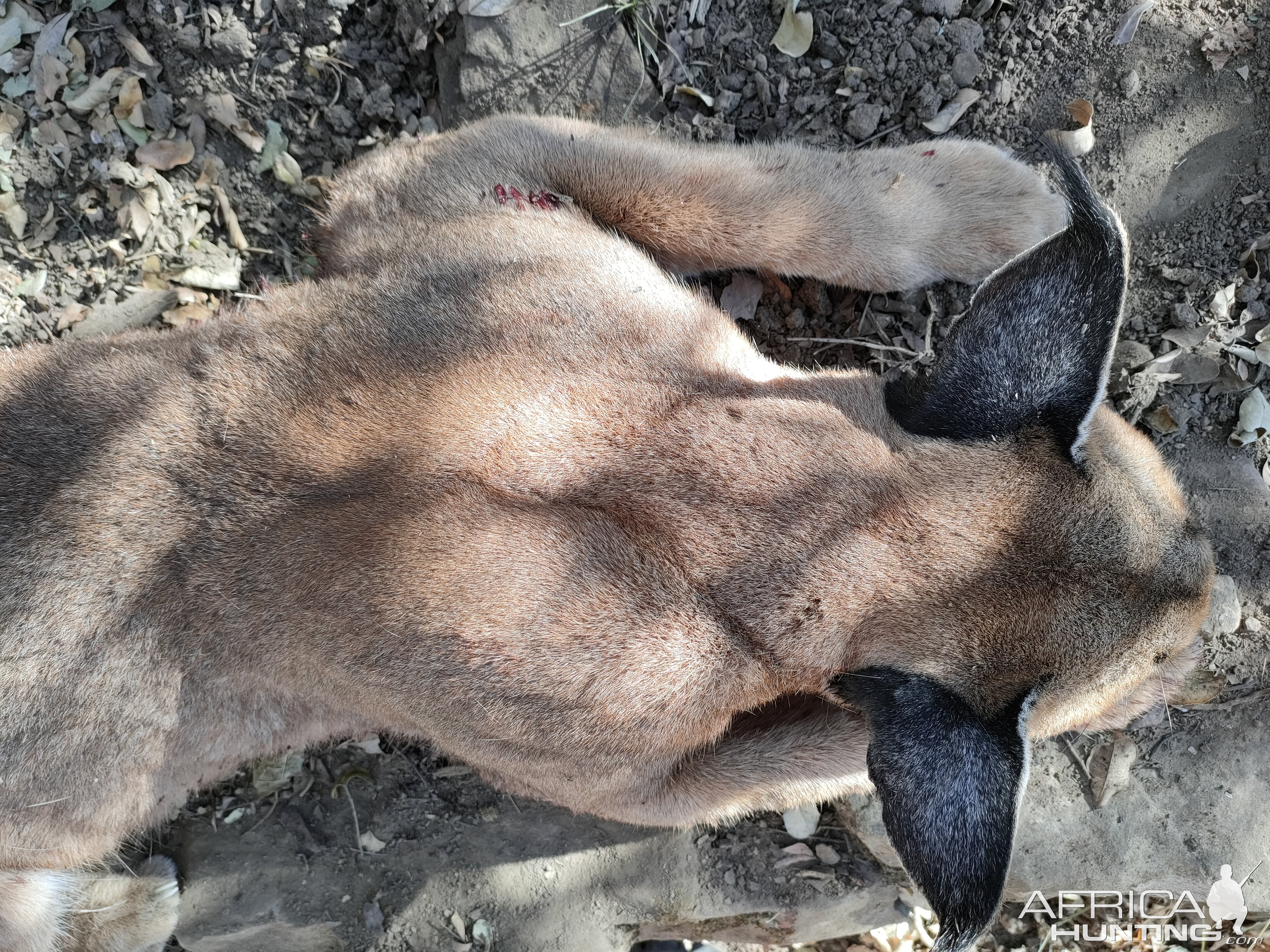 Caracal Hunt Eastern Cape South Africa