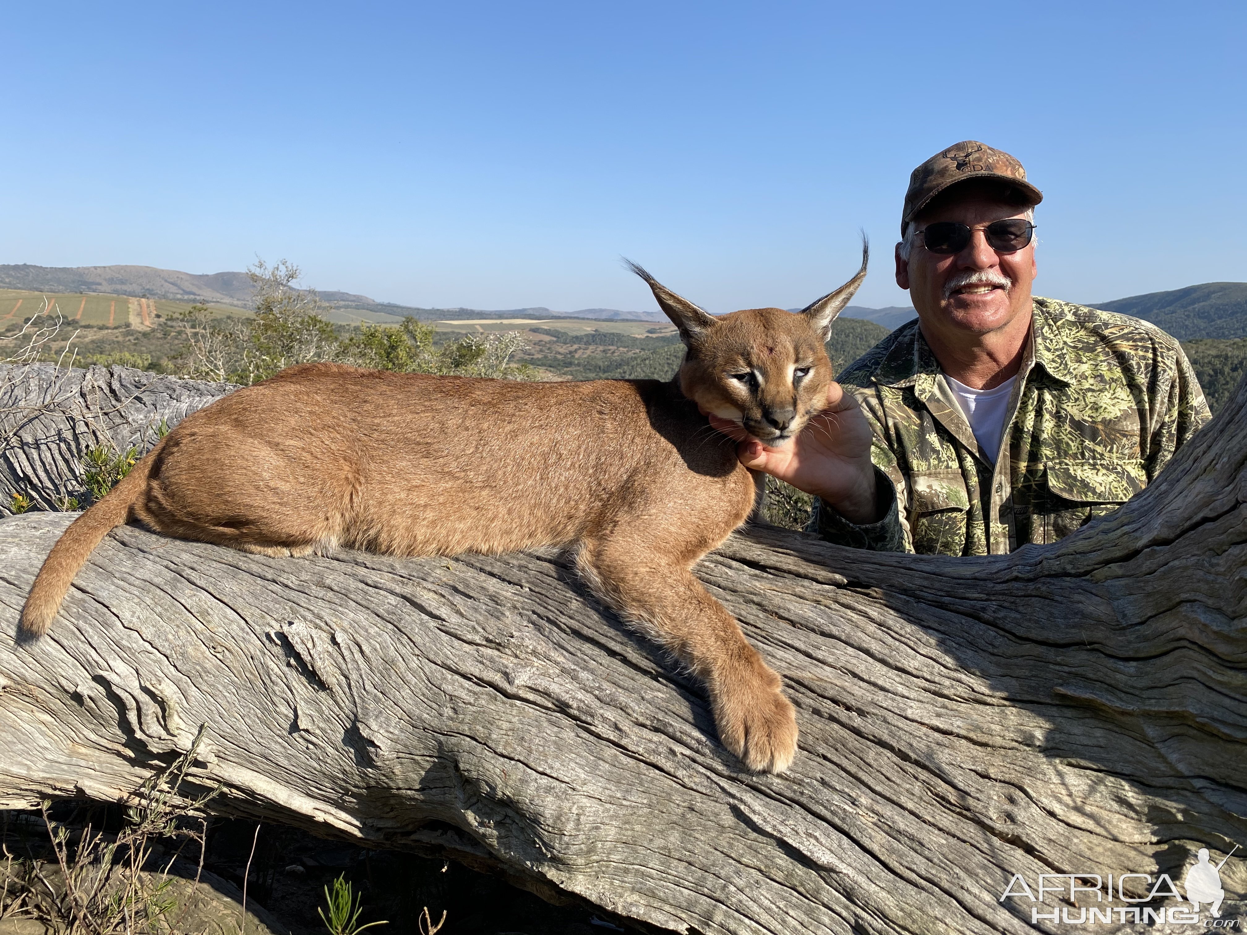 Caracal Hunt Eastern Cape South Africa