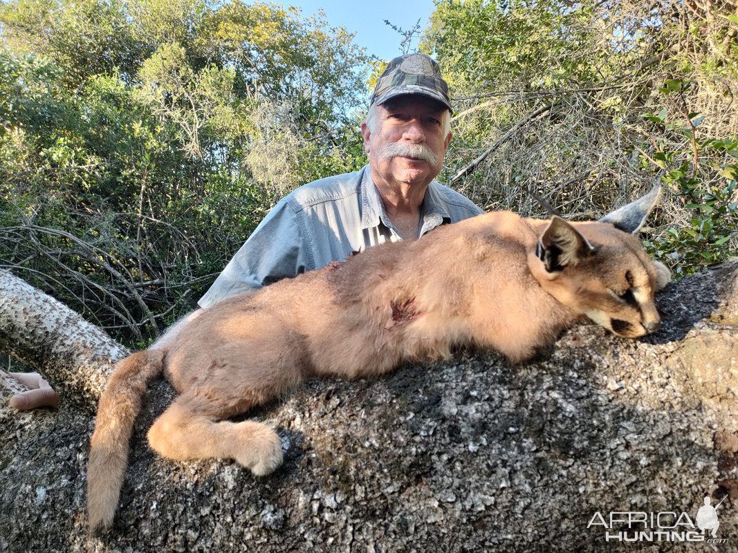 Caracal Hunt Eastern Cape South Africa