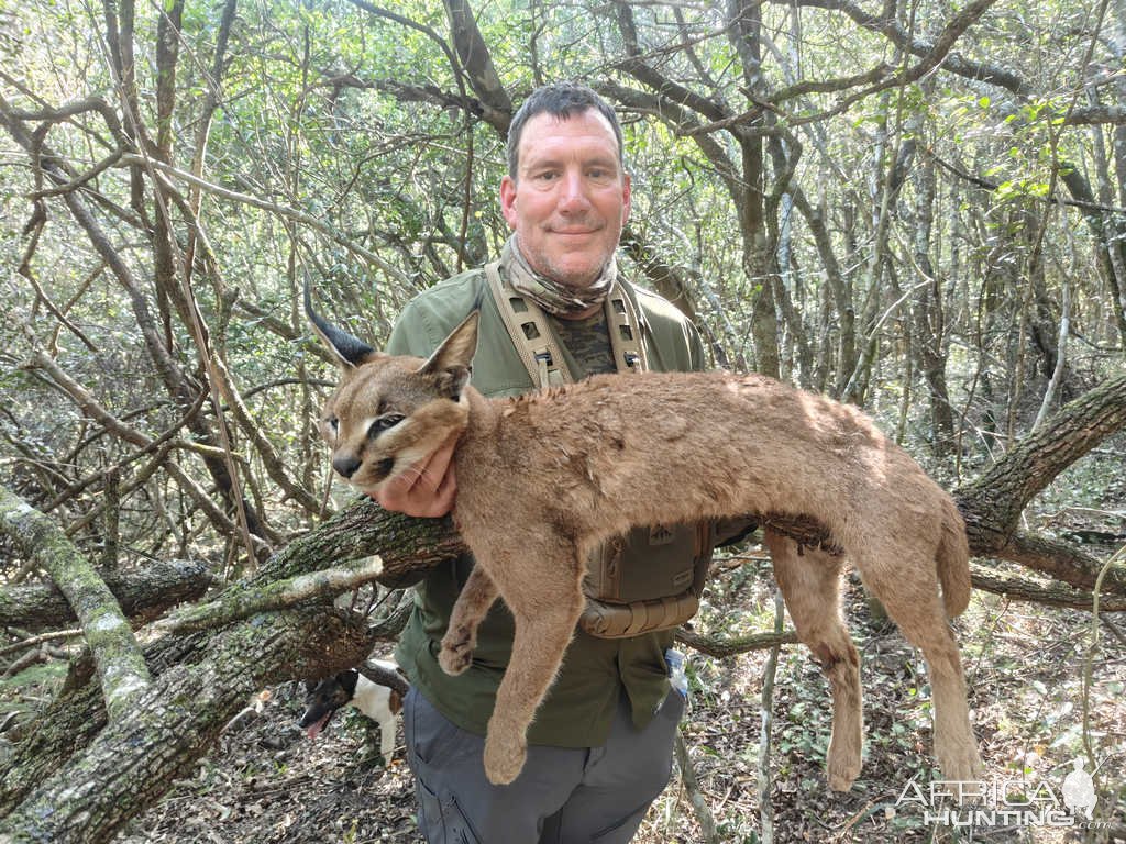 Caracal Hunt Eastern Cape South Africa