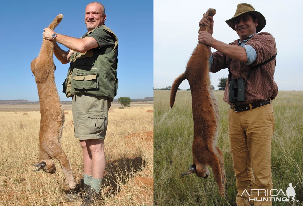 Caracal Hunt South Africa