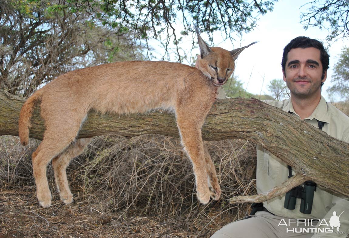 Caracal Hunt South Africa