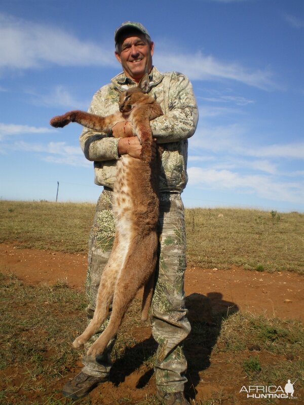 Caracal Hunt South Africa