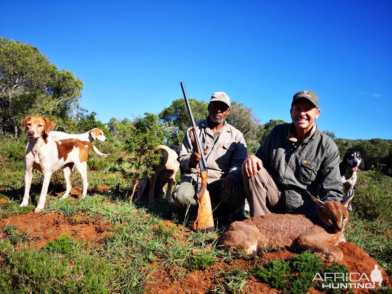 Caracal Hunt South Africa