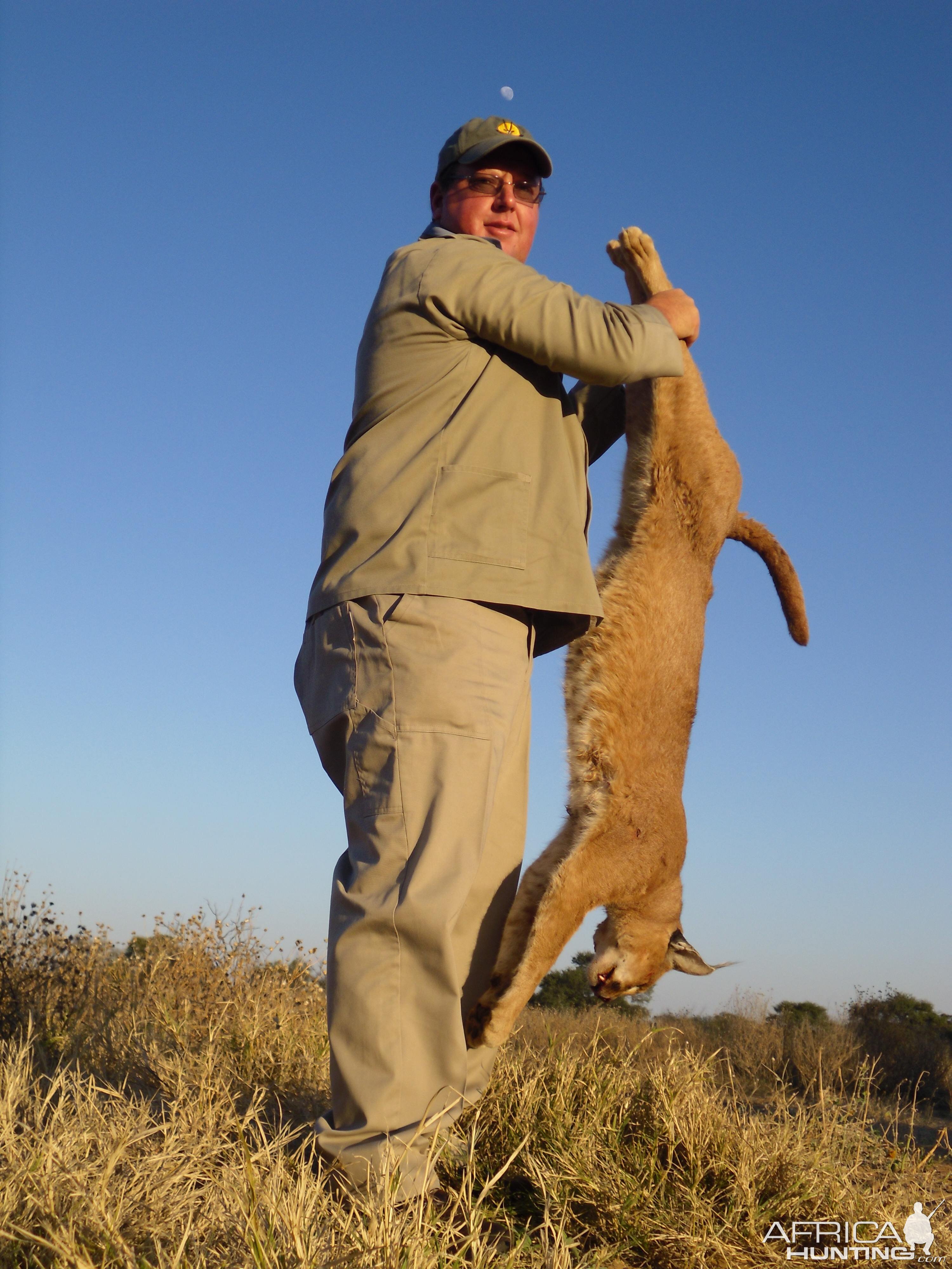 Caracal Hunt with dogs