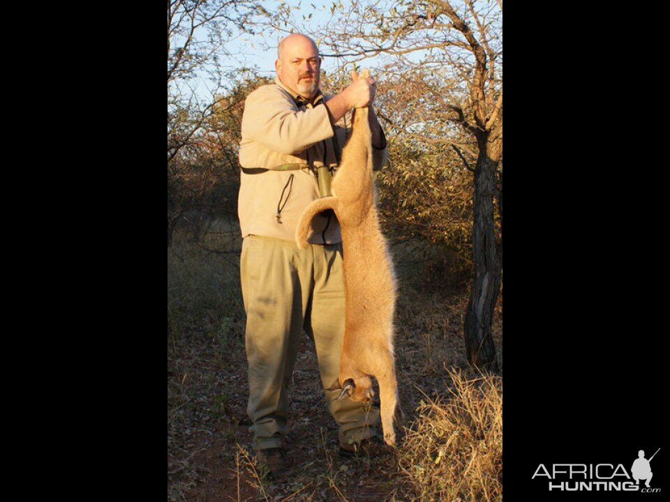 Caracal Hunt