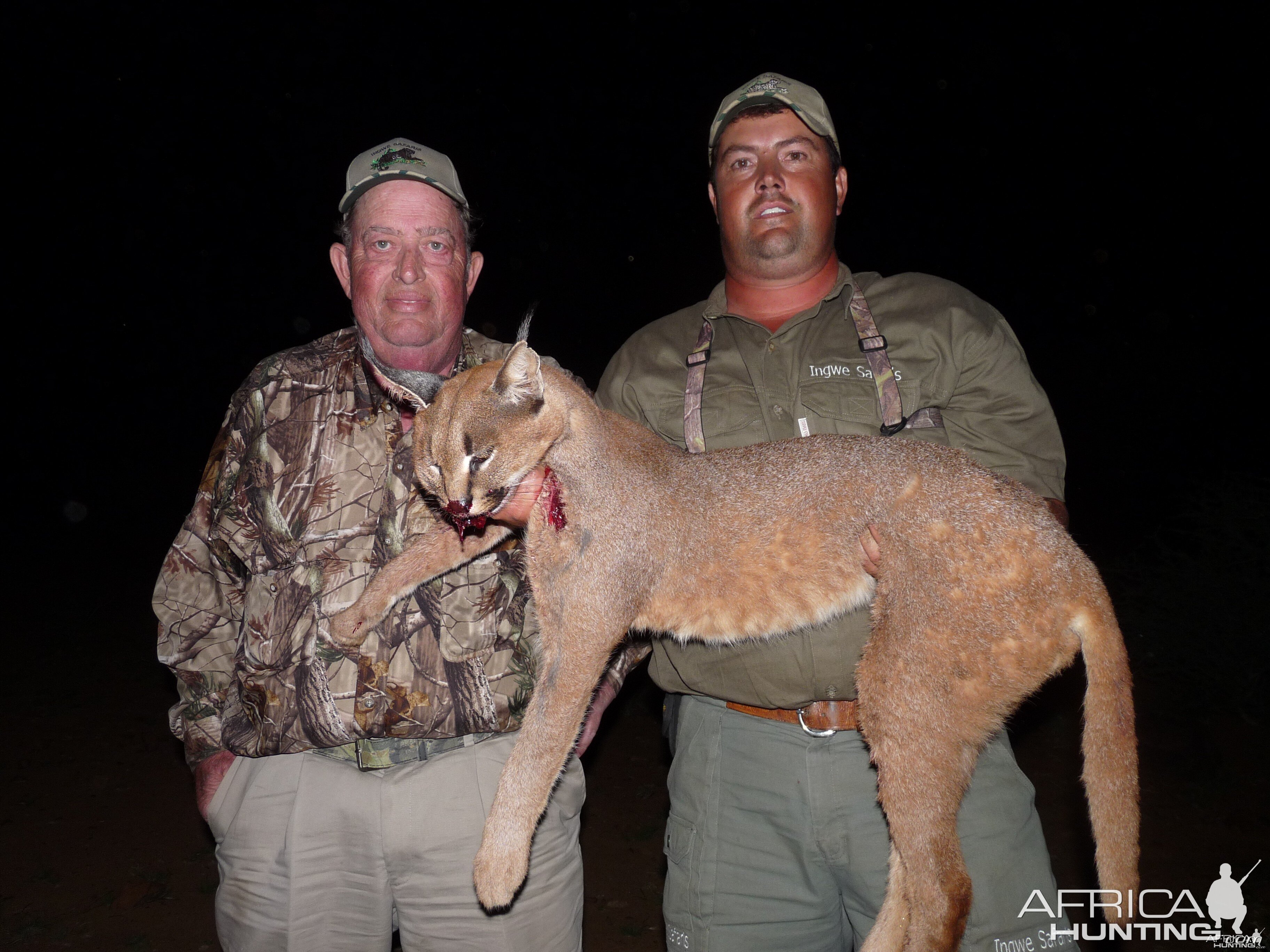 Caracal hunted in South Africa