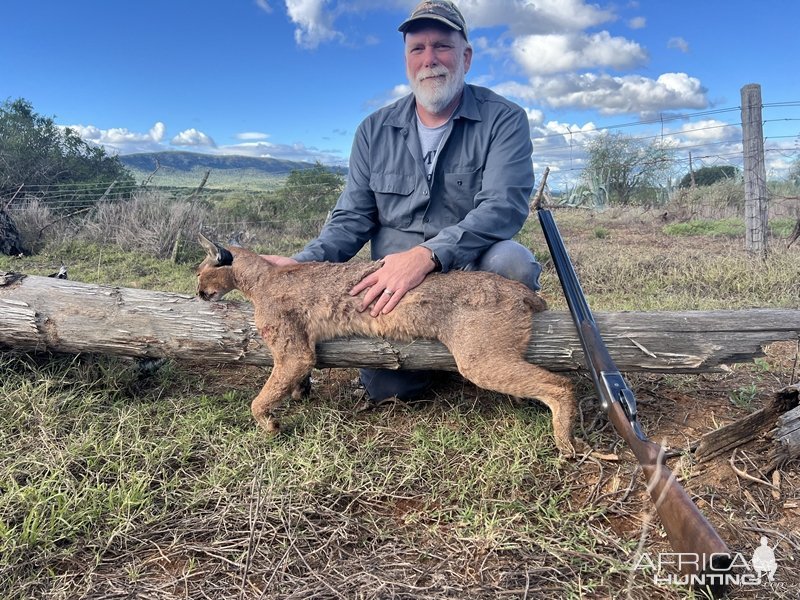 Caracal Hunting Eastern Cape South Africa