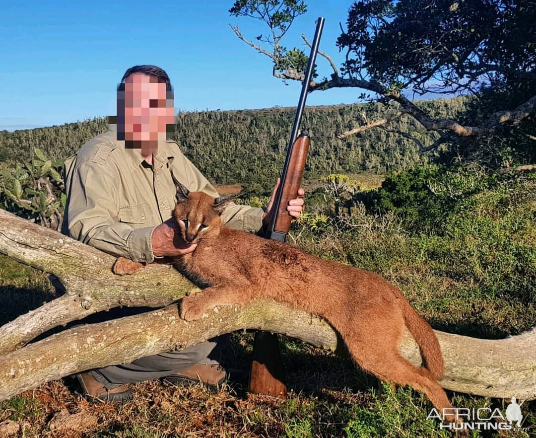 Caracal Hunting in South Africa