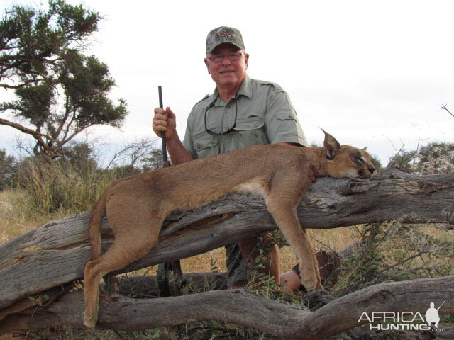 Caracal Hunting in the Kalahari