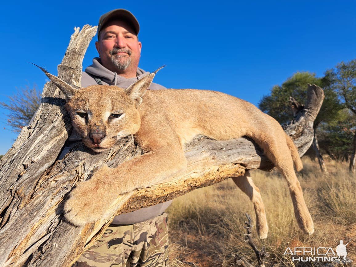 Caracal Hunting Kalahari South Africa