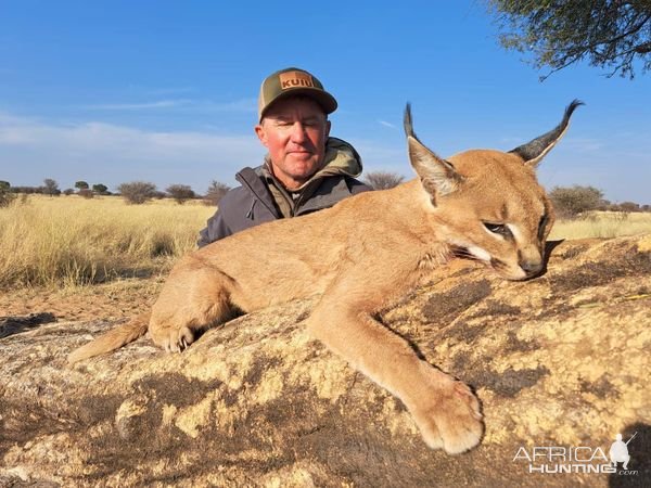 Caracal Hunting Kalahari South Africa