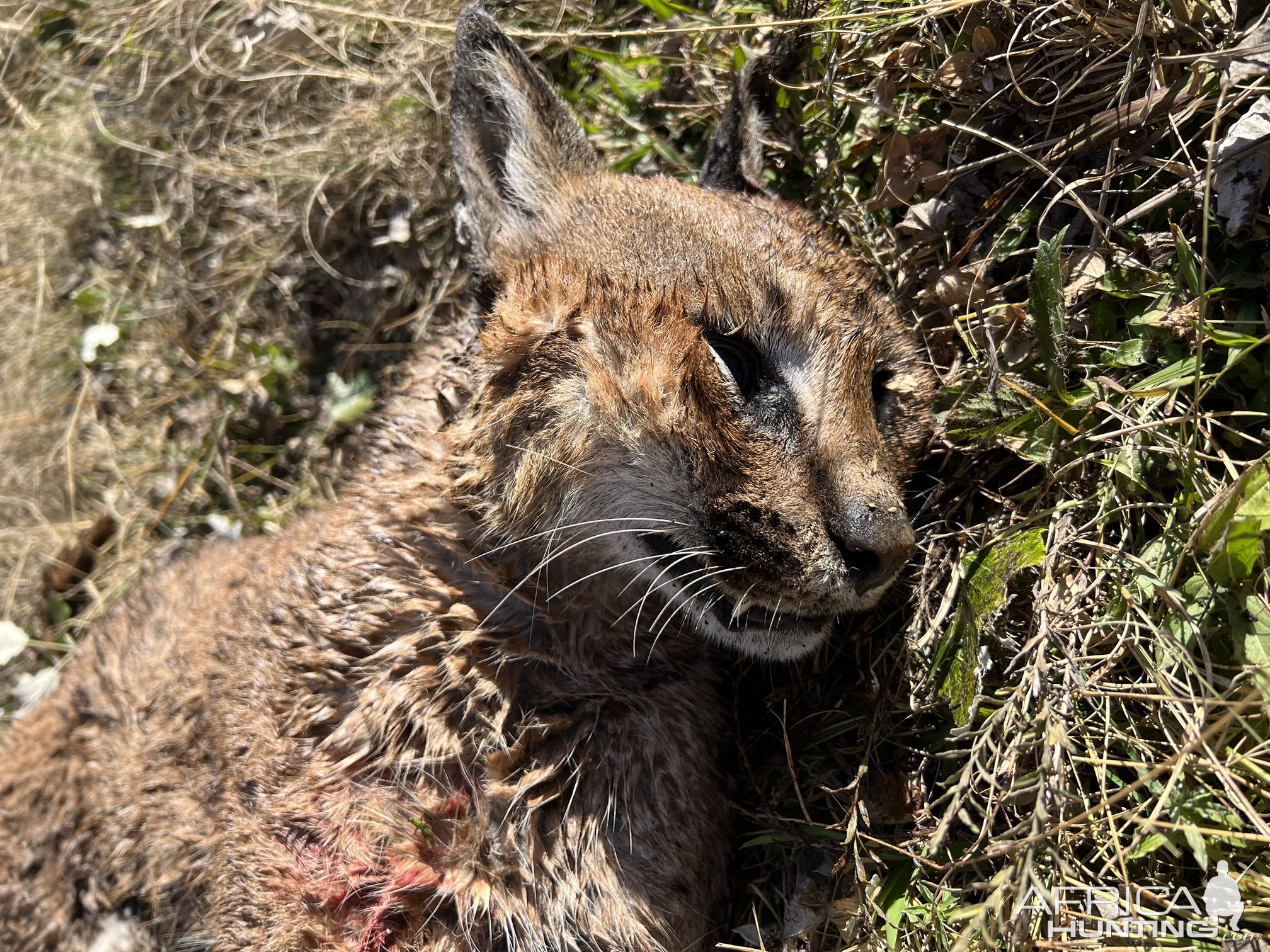 Caracal Hunting Mpumalanga South Africa