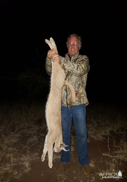 Caracal Hunting Sunset Safaris