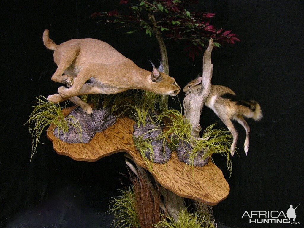 Caracal & Springhare Full Mount Taxidermy